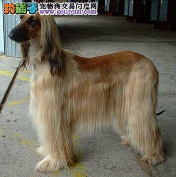 狗狗饮食的科学 阿富汗猎犬的饲料是否可以添加食盐