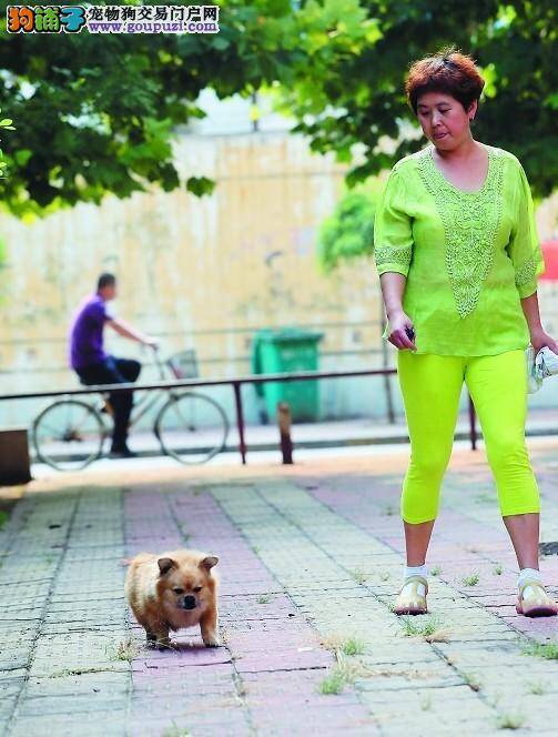 长春市最新发布养犬规定规范市民养狗