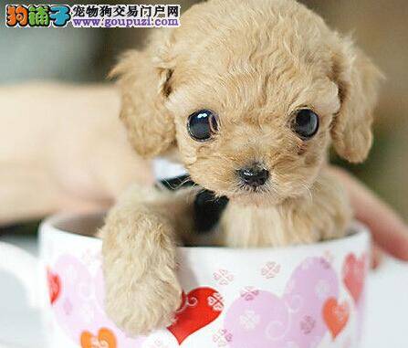 训练大百科 茶杯犬随便咬人如何是好