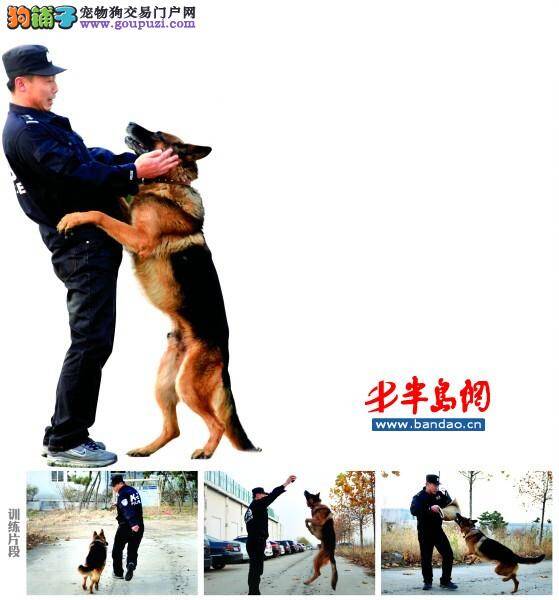警犬训导员与警犬之间的故事