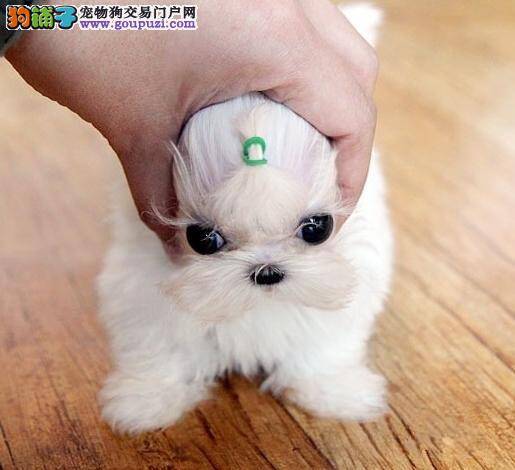 马尔济斯犬有点消化不良吃什么好