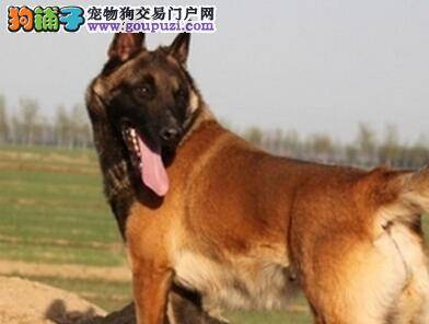 医疗圣经 严寒季节马犬医患哪些疾病