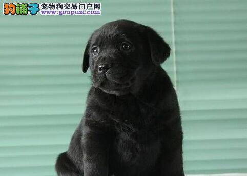 拉布拉多犬得了肠炎什么都不吃只喝水怎么办