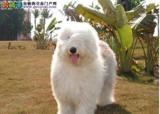 古代牧羊犬鼻子干拉稀是怎么回事