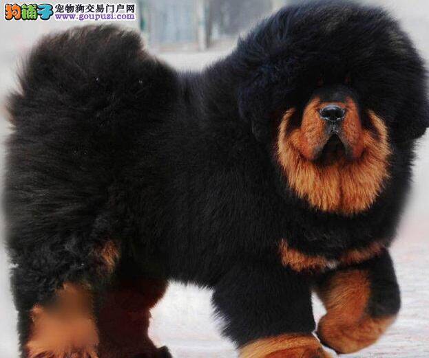 藏獒最近一直拉血，咳嗽是什么情况