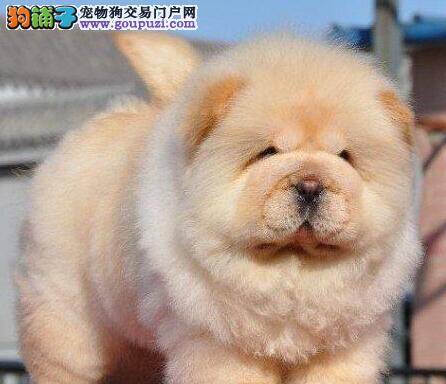 购买松狮犬前要掌握的几点要素
