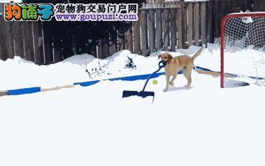 萌狗引围观 爱玩冰球的狗狗自觉清理场地积雪