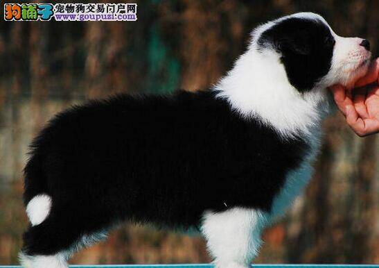 我家边境牧羊犬口吐黄水液体怎么办