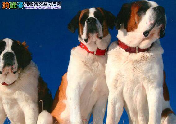 美丽瘦佳人 轻松帮助圣伯纳犬恢复美丽身材