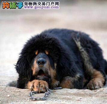 晒晒太阳更健康 预防藏獒感冒的有效措施是什么