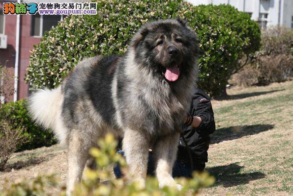常用母犬节育方式 如何给高加索犬做绝育