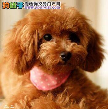 早防治保健康 如何防治泰迪犬的肺水肿