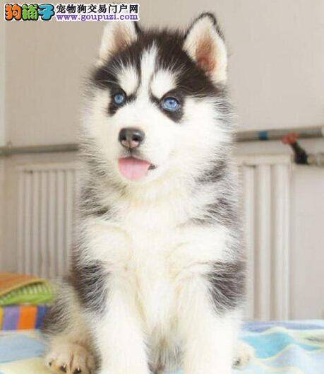 我家哈士奇最近打喷嚏，总咳嗽时感冒了吗