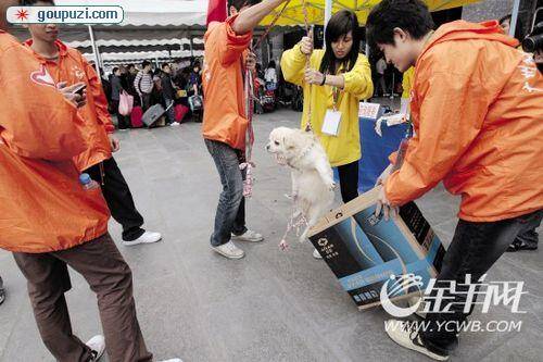 小狗不能被带上火车小狗被抛弃车站