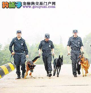 新余警犬出击 街头巡逻执勤确保节日期间的安全