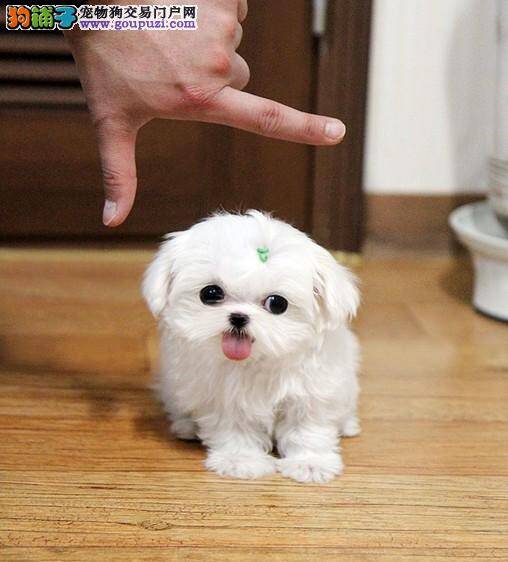 两个月的马尔济斯犬拉稀带血，呕吐还有救吗