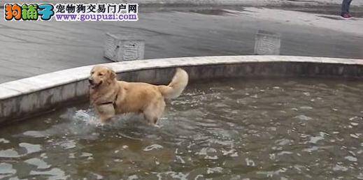 爱犬丢失主人愿出狗狗原价的一倍感谢好心人