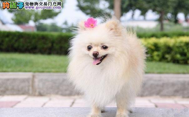 饲养博美犬的常见疾病