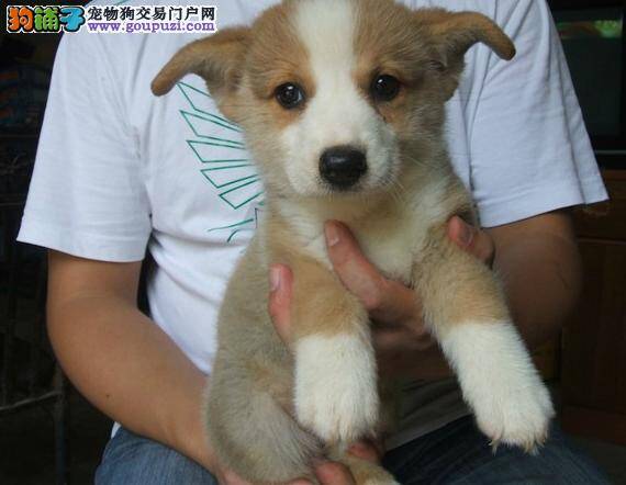 购买怎样特征的柯基犬才是最健康的