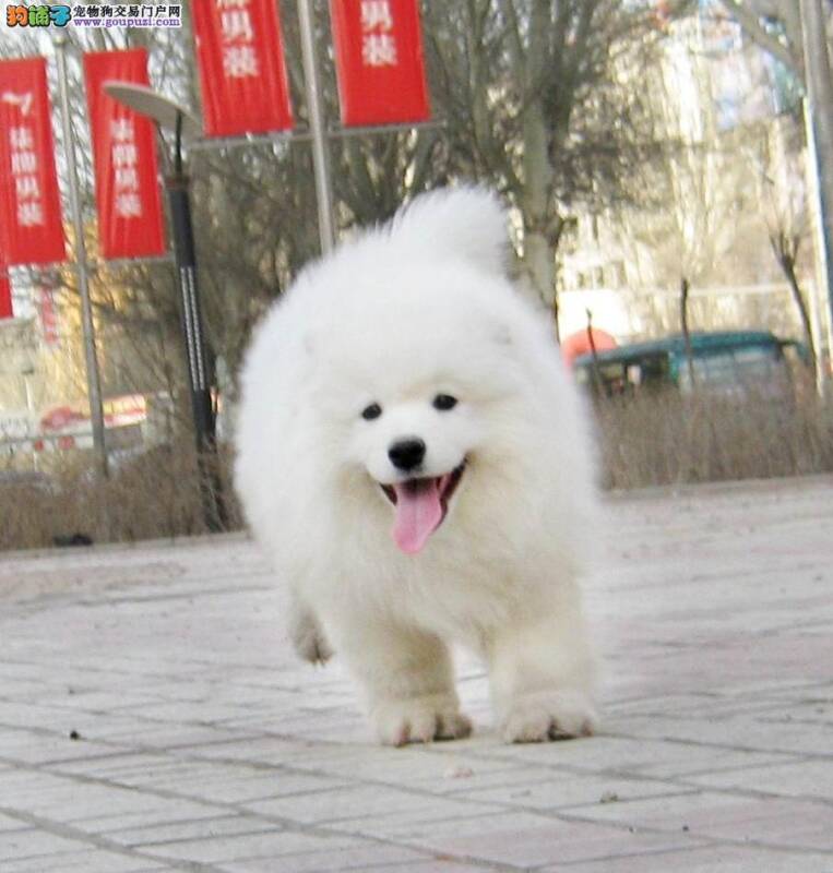 老龄的银狐犬为什么总涨肚