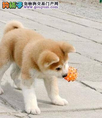 秋田犬最近不吃不喝是怎么了，生病了吗