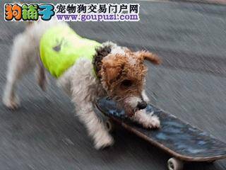 超级爱玩滑板的小狗