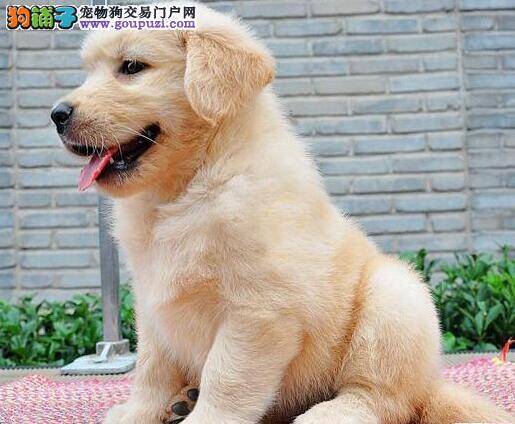 金毛犬拉稀，吃什么拉稀怎么办