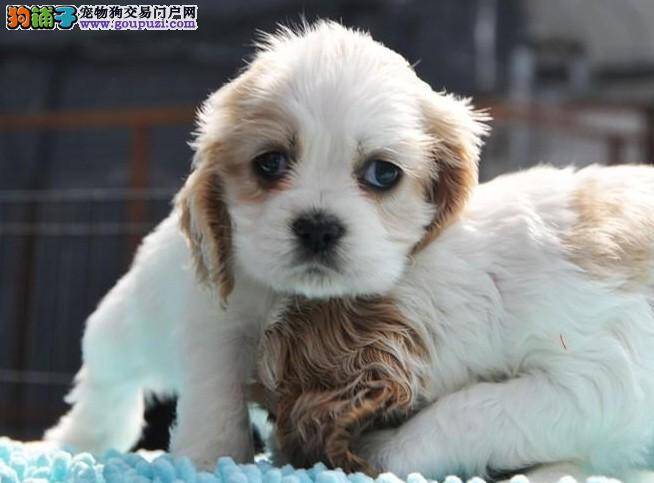 什么样的可卡犬品相最佳
