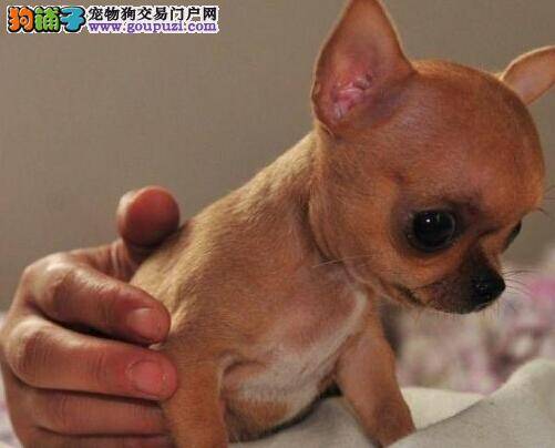 训练百分百 调教吉娃娃需要哪些方法和技巧