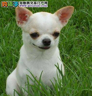 吉娃娃的AKC标准知识和美感标准