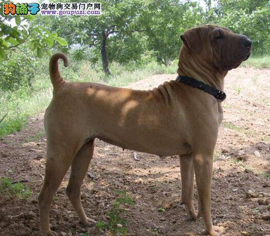 饲养比特犬常见的问题与训练中的注意事项