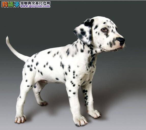 给斑点狗上眼药水的手法介绍