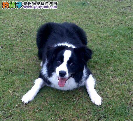 宠物断奶小常识 轻松搞定边境牧羊犬断奶难题