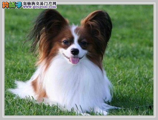 蝴蝶犬为什么会训练失败