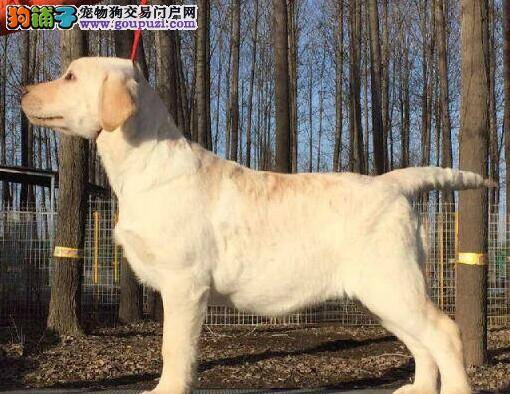 年幼的拉布拉多犬什么时候可以驱虫