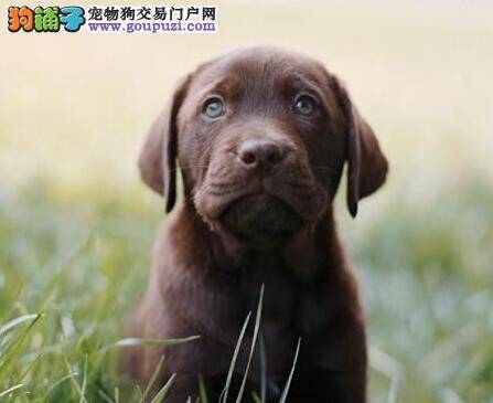 分析拉布拉多犬患上脱毛疾病的原因及预防处理的方法