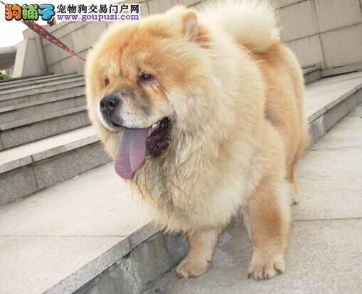 谈谈干狗粮对松狮犬的身体健康有多大危害