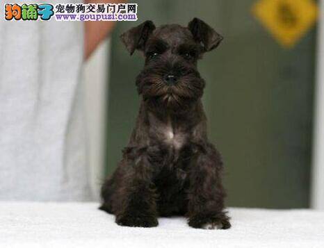 雪纳瑞的爪子有点裂痕应怎样护理它