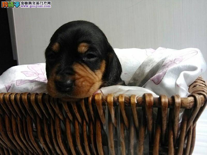 两个月的腊肠犬吐了好几次，不吃东西怎么办