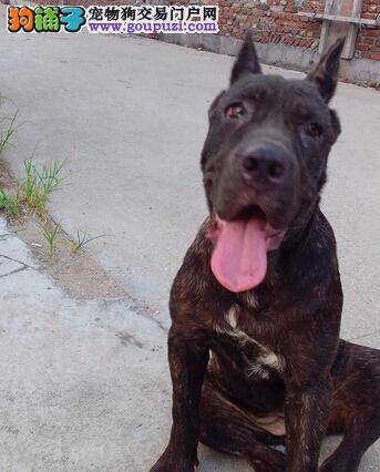 医疗一本通 卡斯罗犬最近总摇头晃耳应该怎么办