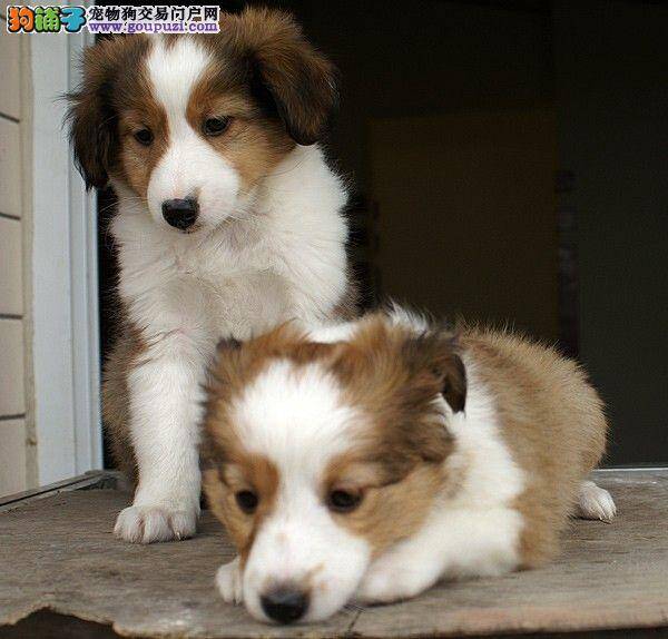 苏格兰牧羊犬打了疫苗后拉肚子呕吐怎么回事