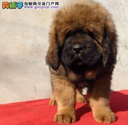 藏獒体外有虫子，请问医生是什么皮肤病