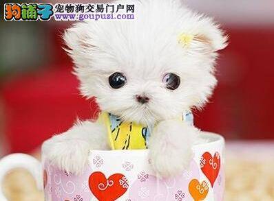 饲养新科学 茶杯犬吃狗粮期间应注意哪些事项