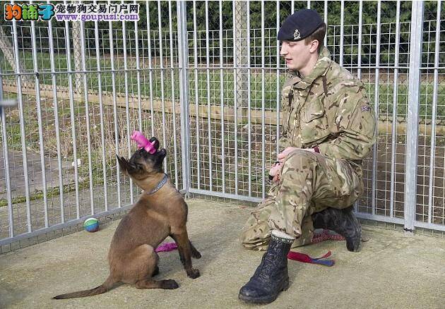 英国有群小狗通过训练变身为军队中的“精英”