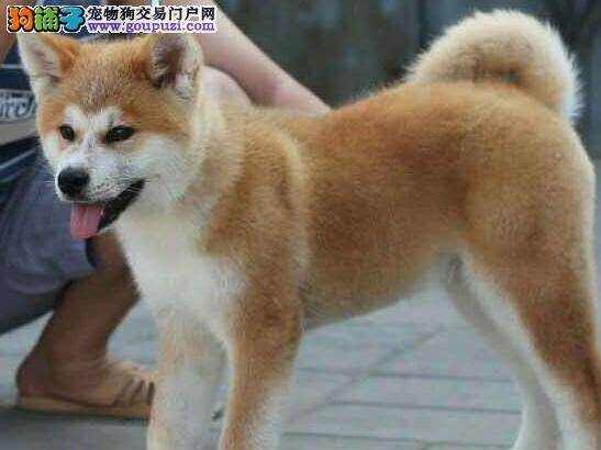 秋田犬平时吃的很多但便便很干燥怎么办呢