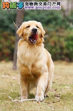 让金毛犬的毛发快速变干的小方法