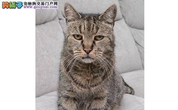 世界最长寿家猫去世终年32岁 相当于人类144岁