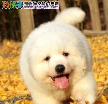 大白熊发烧、吐血疑似狗细小病毒危害 谨慎防治疾病