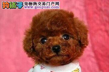 新买的泰迪犬到家后没精神是病了吗