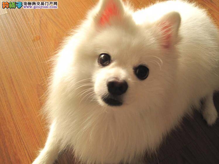银狐犬呕吐，拉稀没精神怎么办